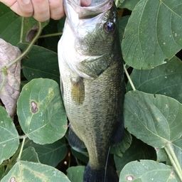 ラージマウスバス