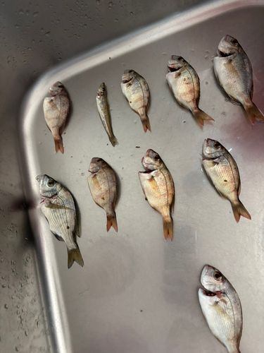 チャリコの釣果