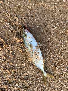 ヤズの釣果