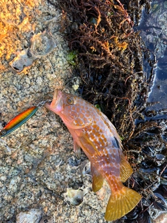 キジハタの釣果