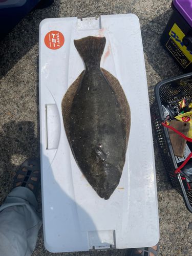 ヒラメの釣果