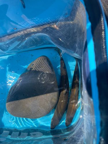 アユの釣果