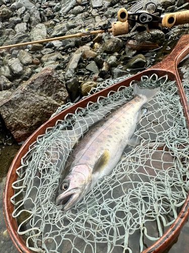 ヤマメの釣果