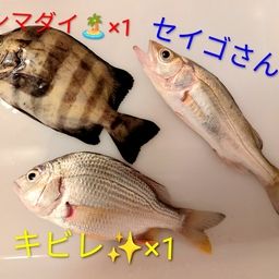 シマダイ