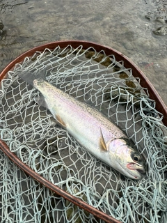 ニジマスの釣果