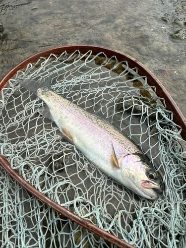 ニジマスの釣果