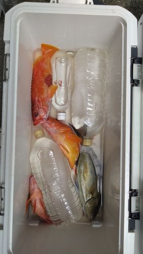 アカハタの釣果