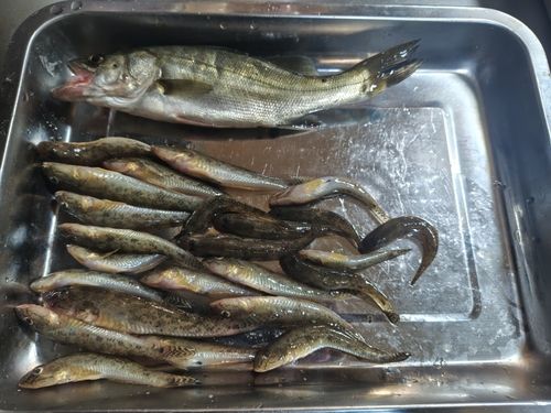ハゼの釣果