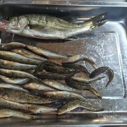 ハゼ