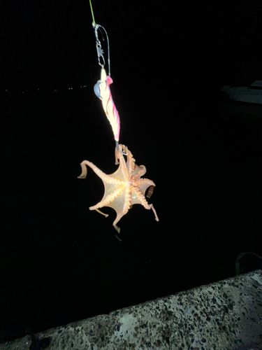 マダコの釣果