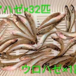 マハゼ