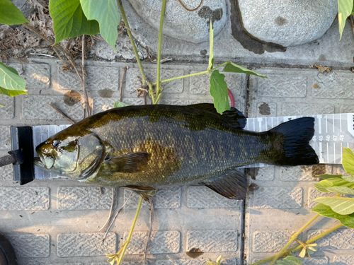 スモールマウスバスの釣果