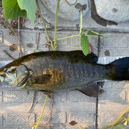 スモールマウスバス