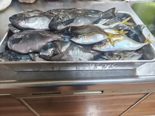 メジナの釣果