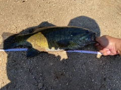 スモールマウスバスの釣果