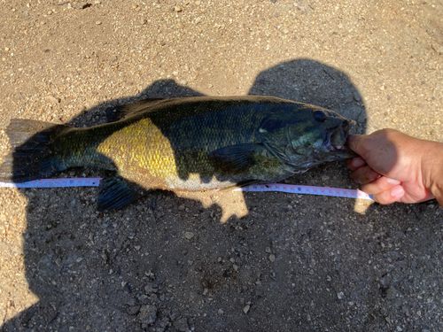 スモールマウスバスの釣果