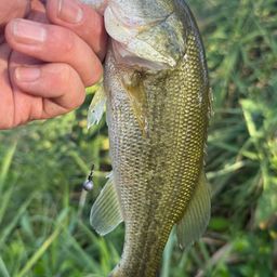 ラージマウスバス