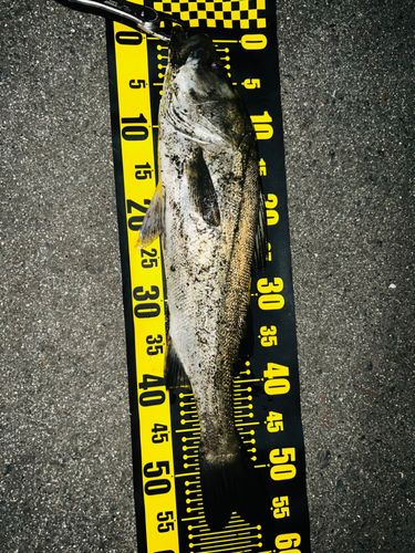 キスの釣果