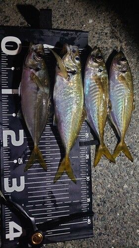 アジの釣果