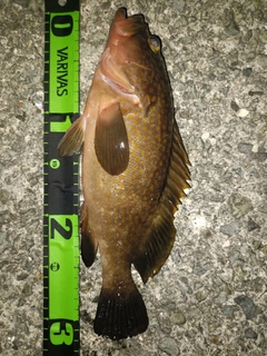 アコウの釣果
