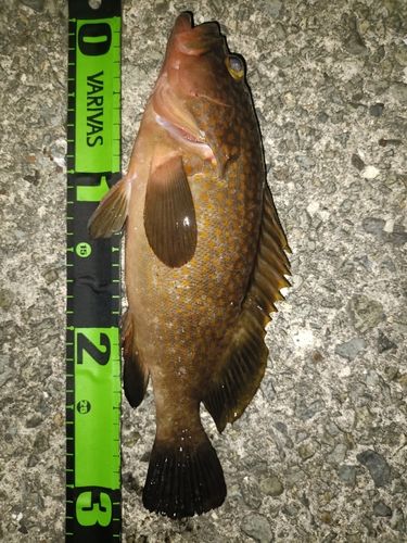 アコウの釣果