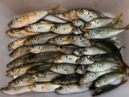 アジの釣果