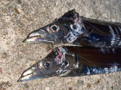 タチウオの釣果