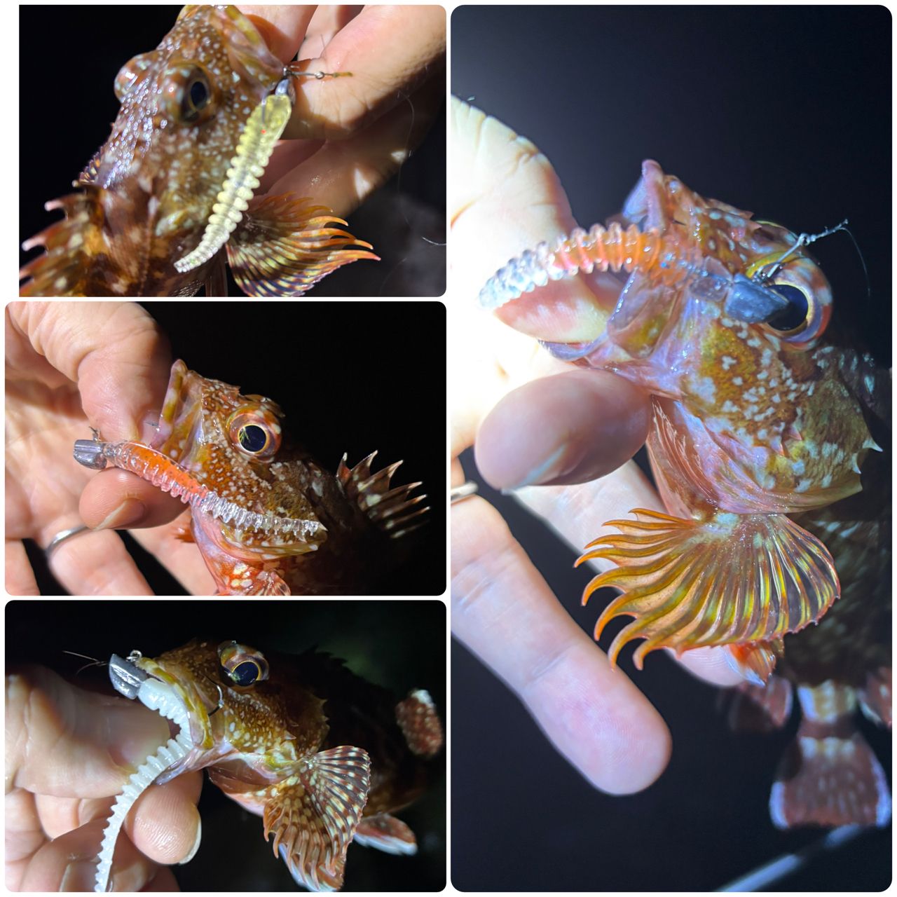 タチウオ