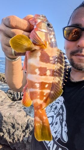 アカハタの釣果