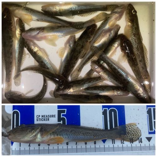 ハゼの釣果