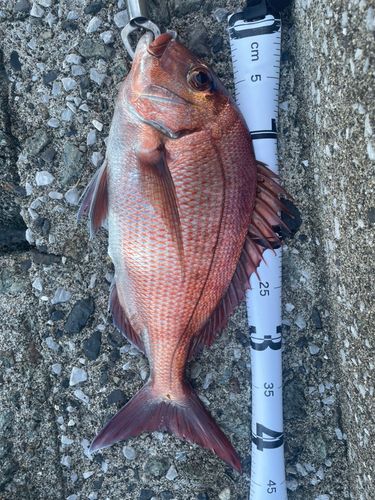 マダイの釣果
