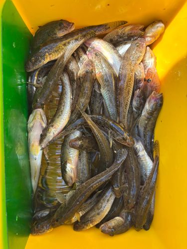 ハゼの釣果