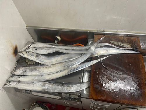 タチウオの釣果