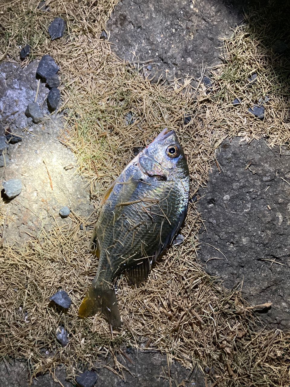 クロダイ