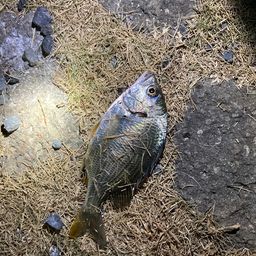 クロダイ