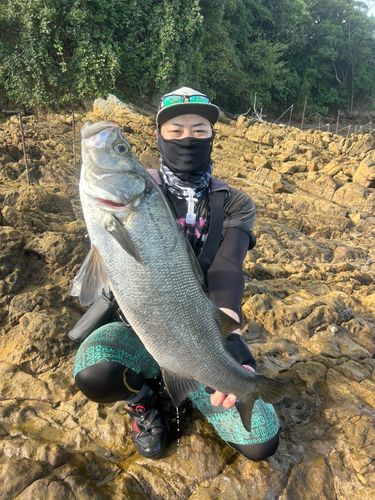 ヒラスズキの釣果