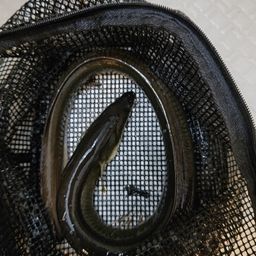 ウナギ
