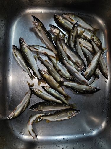 アユの釣果