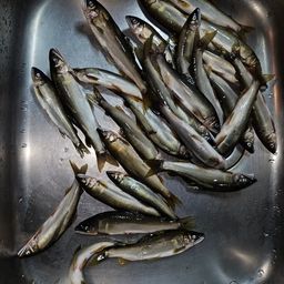 アユ
