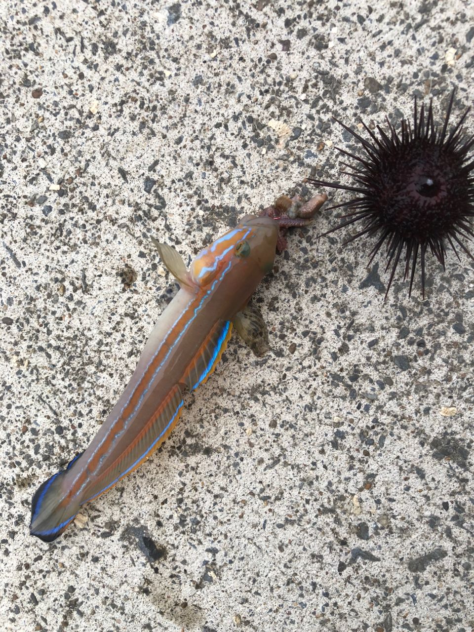 マダイ
