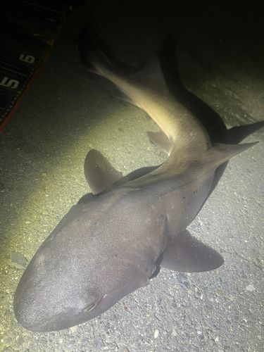 ドチザメの釣果