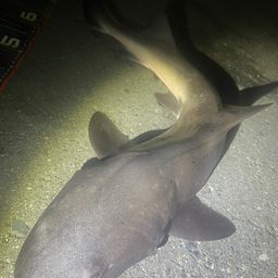 ドチザメ
