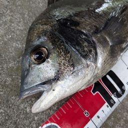 クロダイ