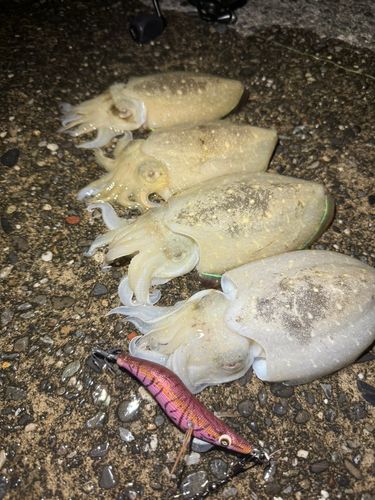 コウイカの釣果