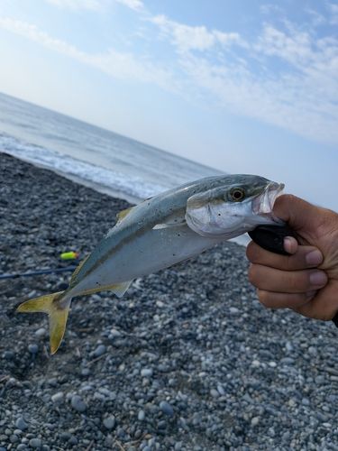 ワカシの釣果