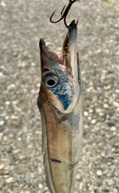タチウオの釣果