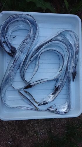 カマスの釣果