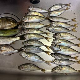 アジ