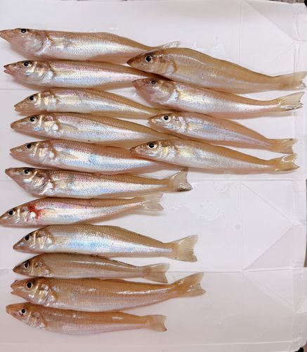 キスの釣果