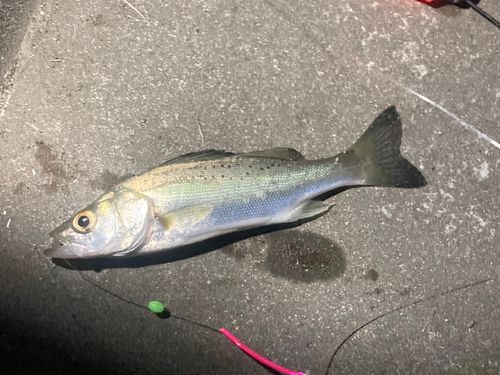 セイゴ（マルスズキ）の釣果